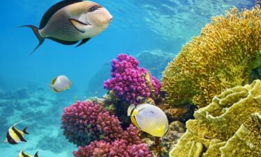 ROMANCE AND RELAXATION NILE AND RED SEA 15 DAYS