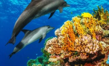 NILE, RED SEA AND CAIRO CRUISE – SPECIAL FLIGHT
